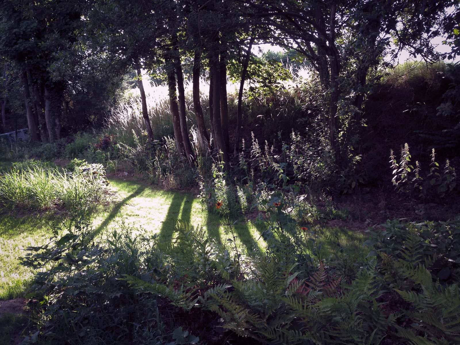 jardin lisière vivaces Roche Bobois coignières ®Hermelinecarpentier Jeanne Roche