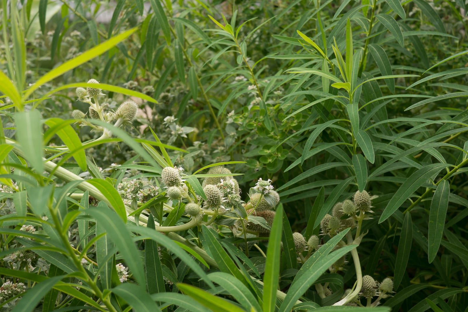 jardin vivaces naturopthe foisonnant