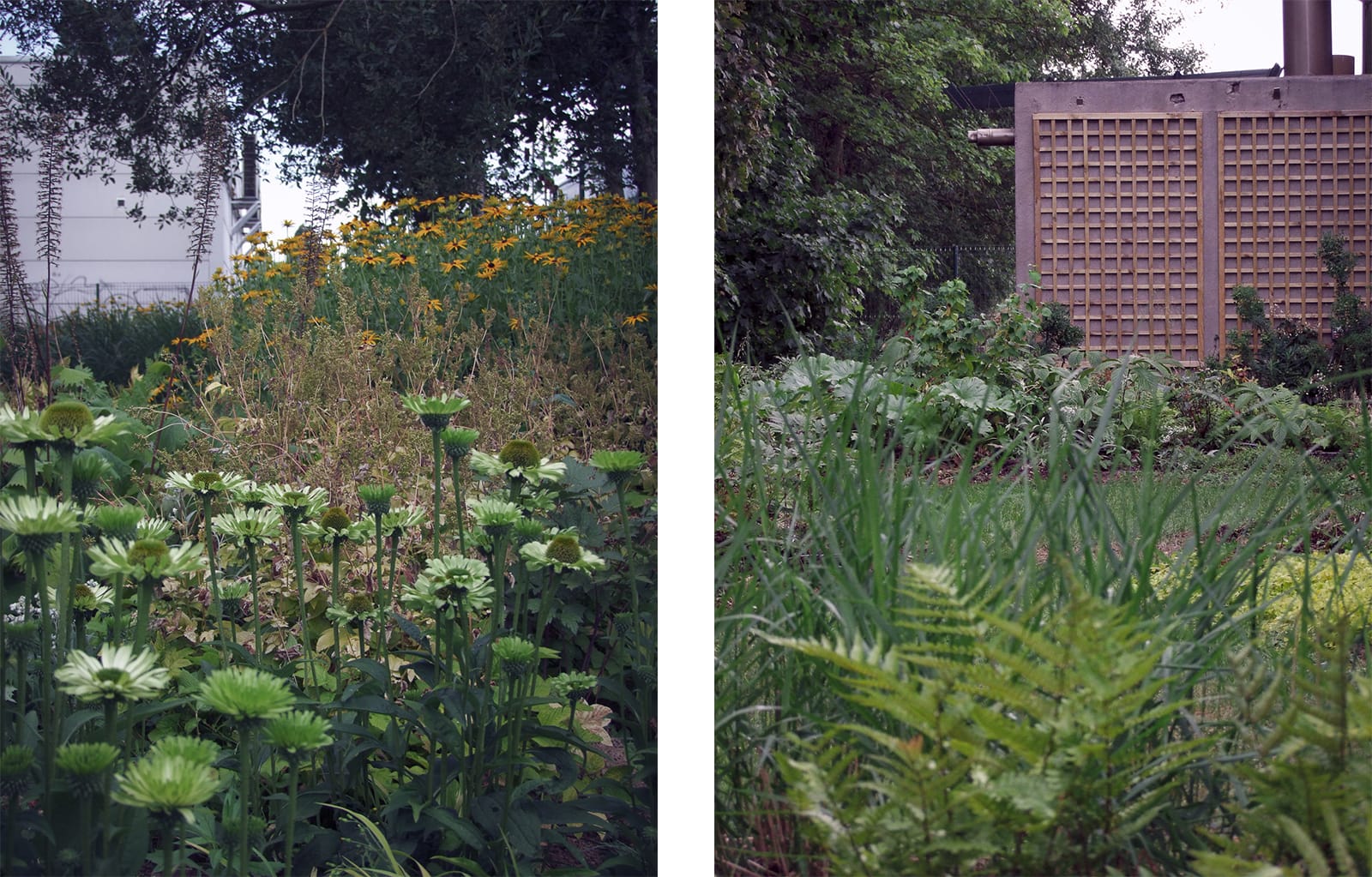 jardin lisière vivaces Roche Bobois coignières ®Hermelinecarpentier