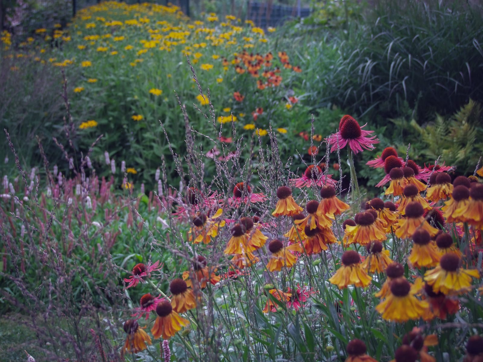 jardin lisière vivaces Roche Bobois coignières ®Hermelinecarpentier