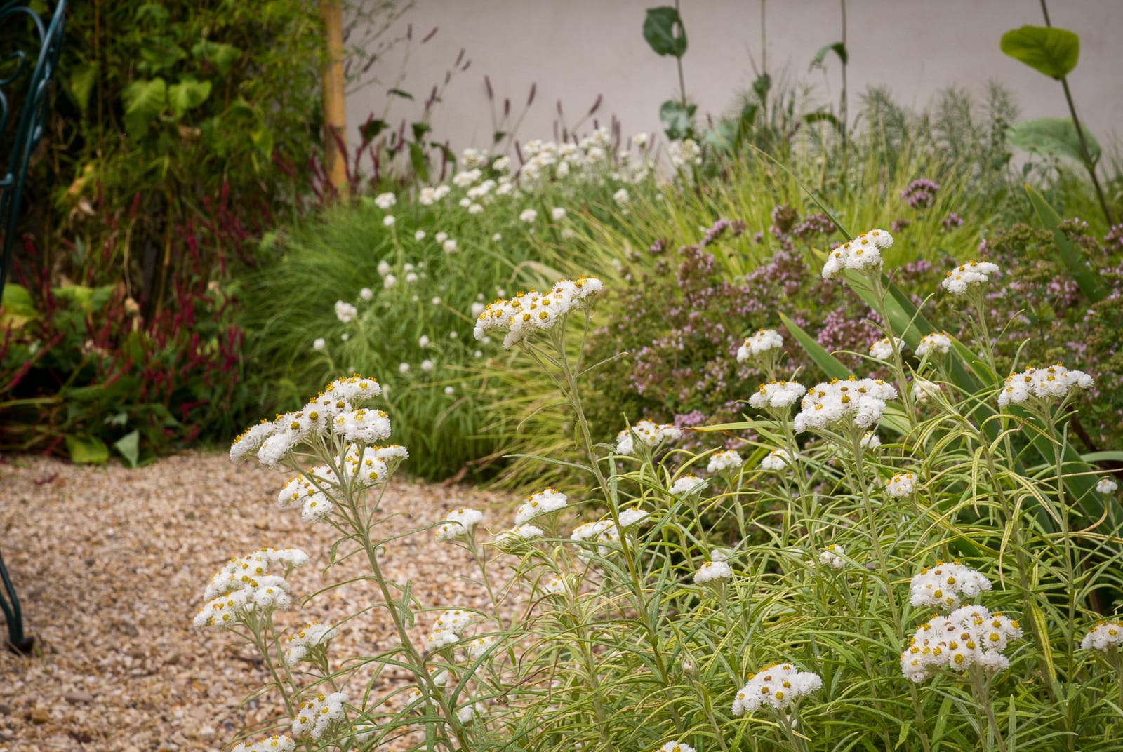 jardin vivaces naturopthe foisonnant