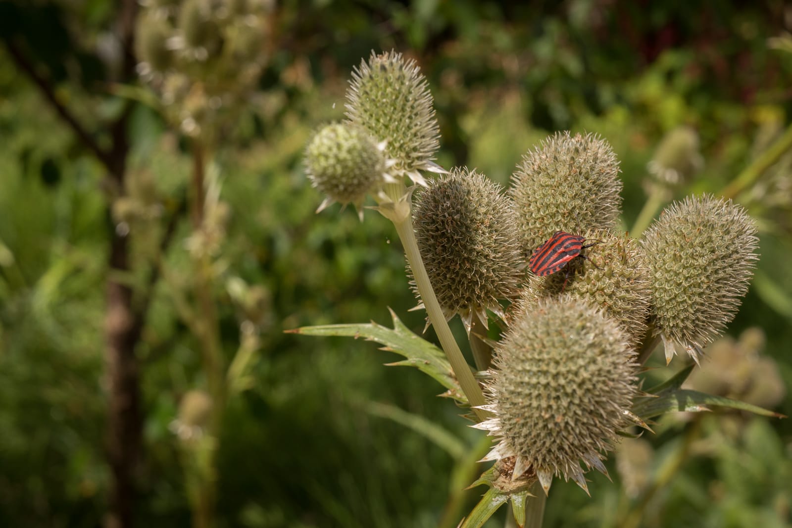 jardin vivaces naturopthe foisonnant