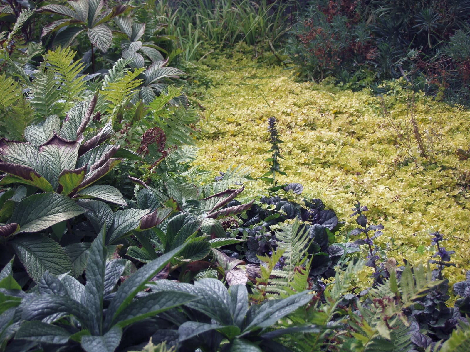 jardin lisière vivaces Roche Bobois coignières ®Hermelinecarpentier