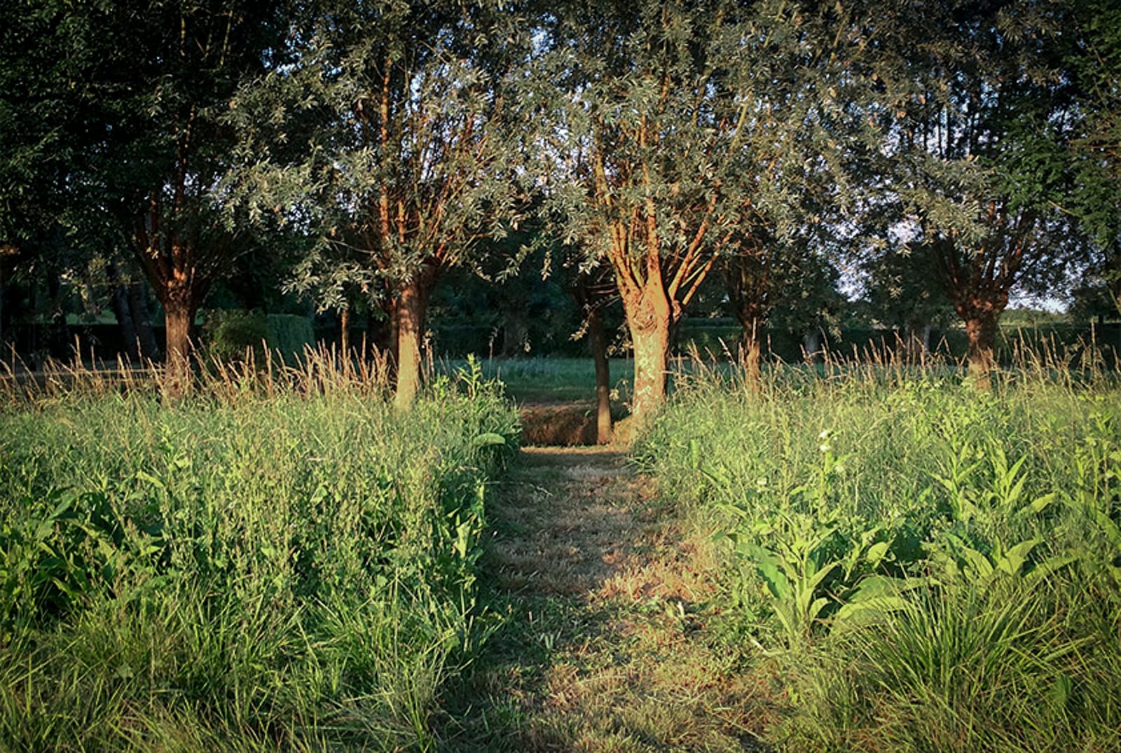 Jardin de musique festival Les arts florissants william Christie®Hermelinecarpentier