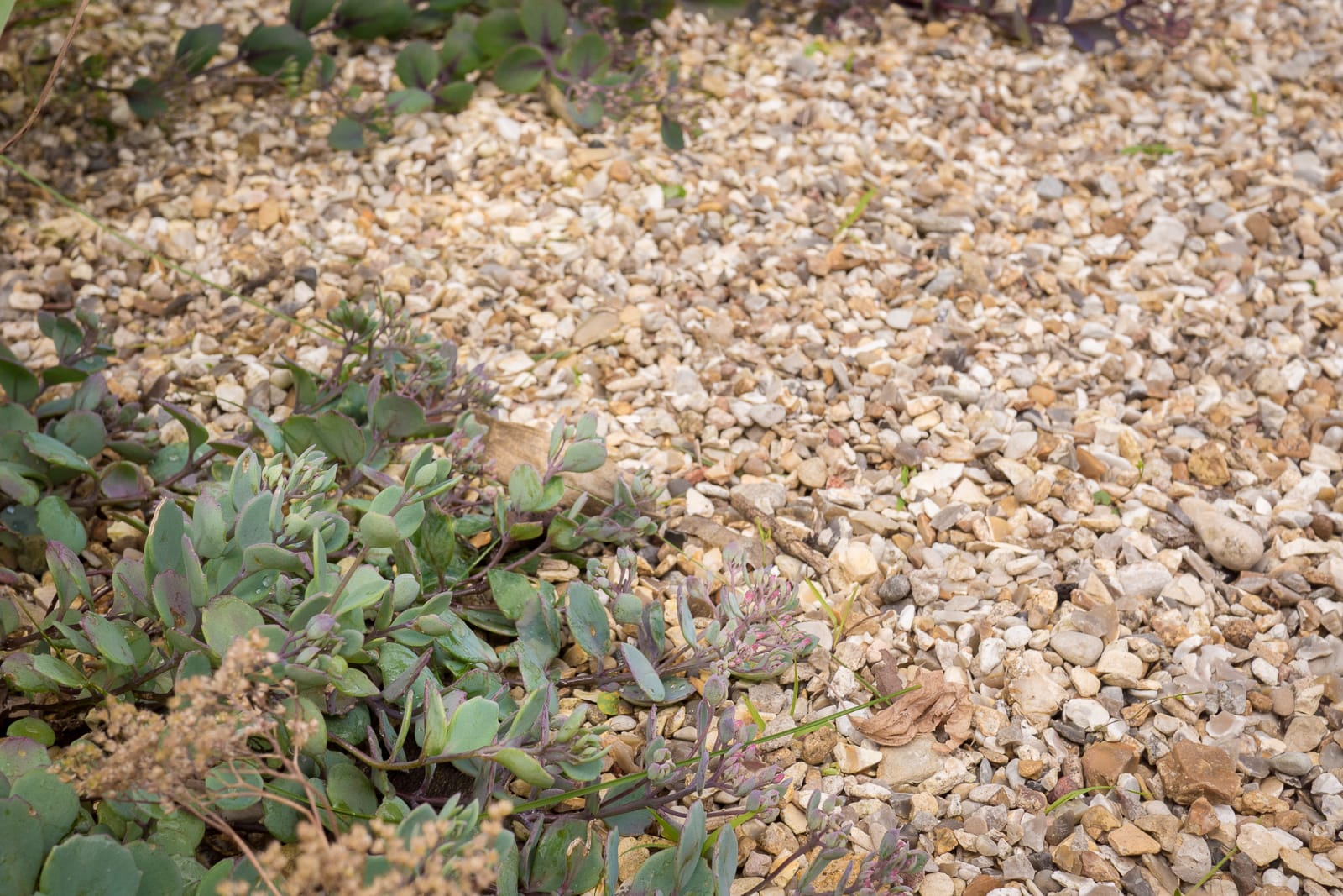jardin vivaces naturopthe foisonnant
