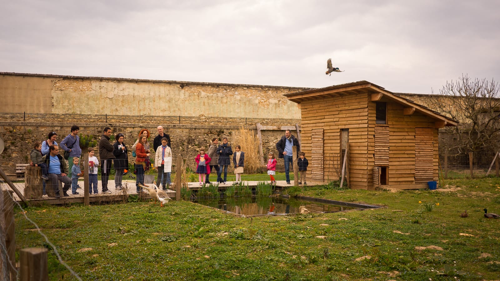 Poulailler pédagogique Potager du roi visite Picorama