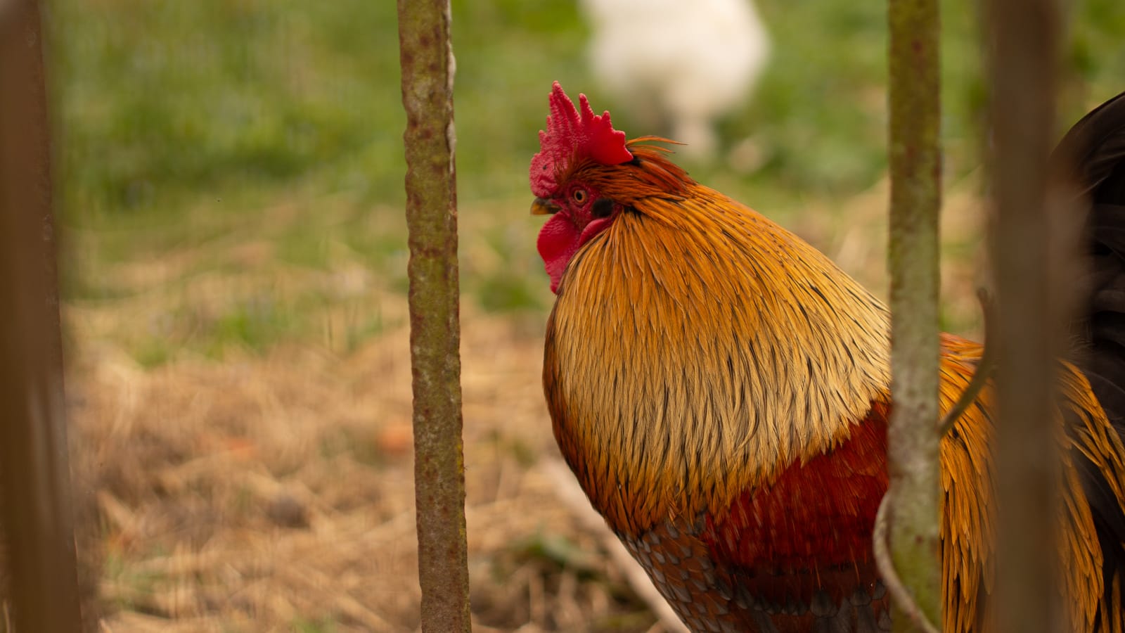 coq Picorama les animaux jardiniers le coq®Hermeline Carpentier photo Anthony Marques
