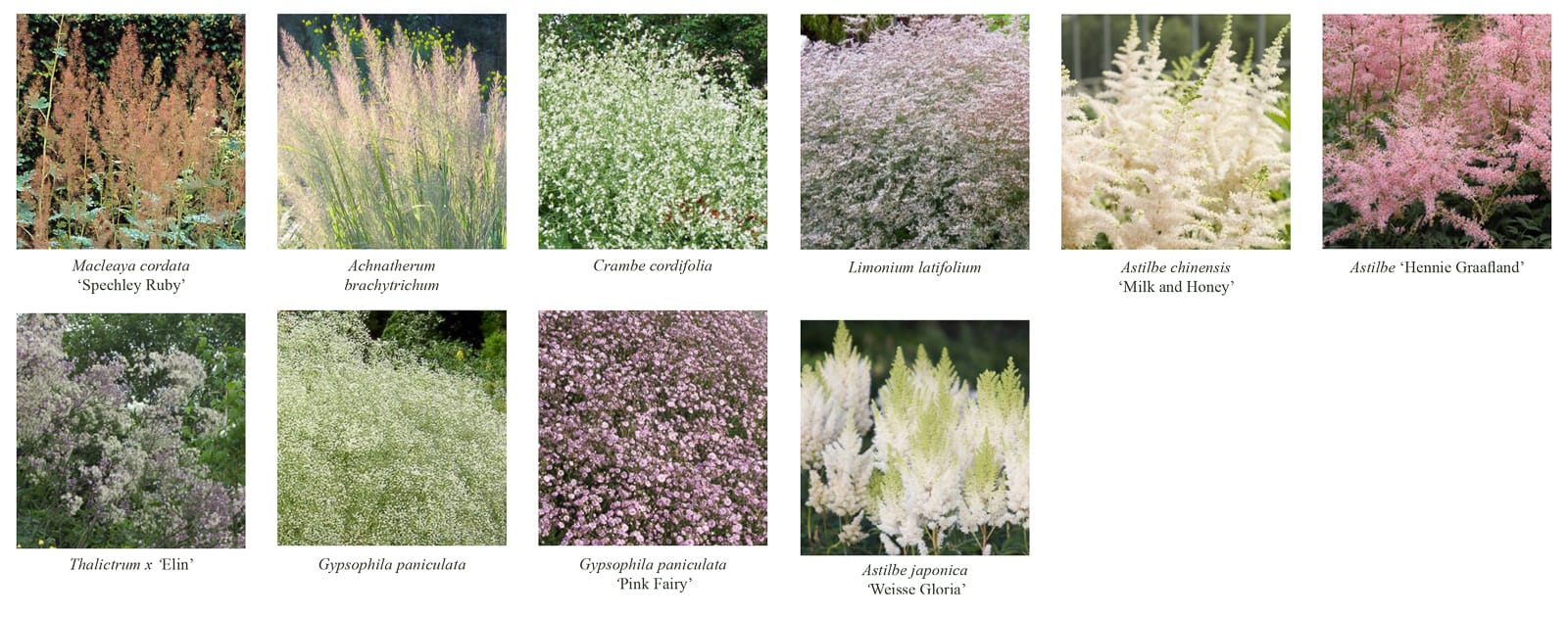jardin peter pan vue palette botanique ®Hermeline carpentier