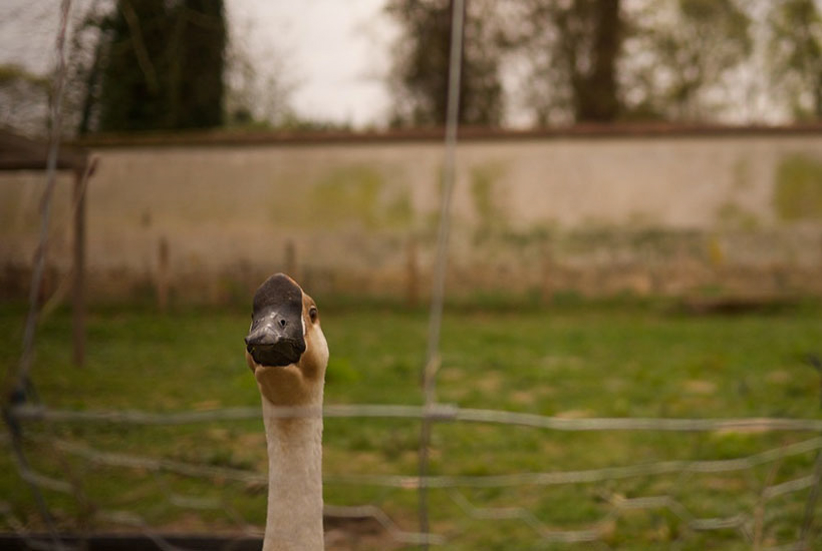 oie Picorama les animaux jardiniers le oie®Hermeline Carpentier photo Anthony Marques