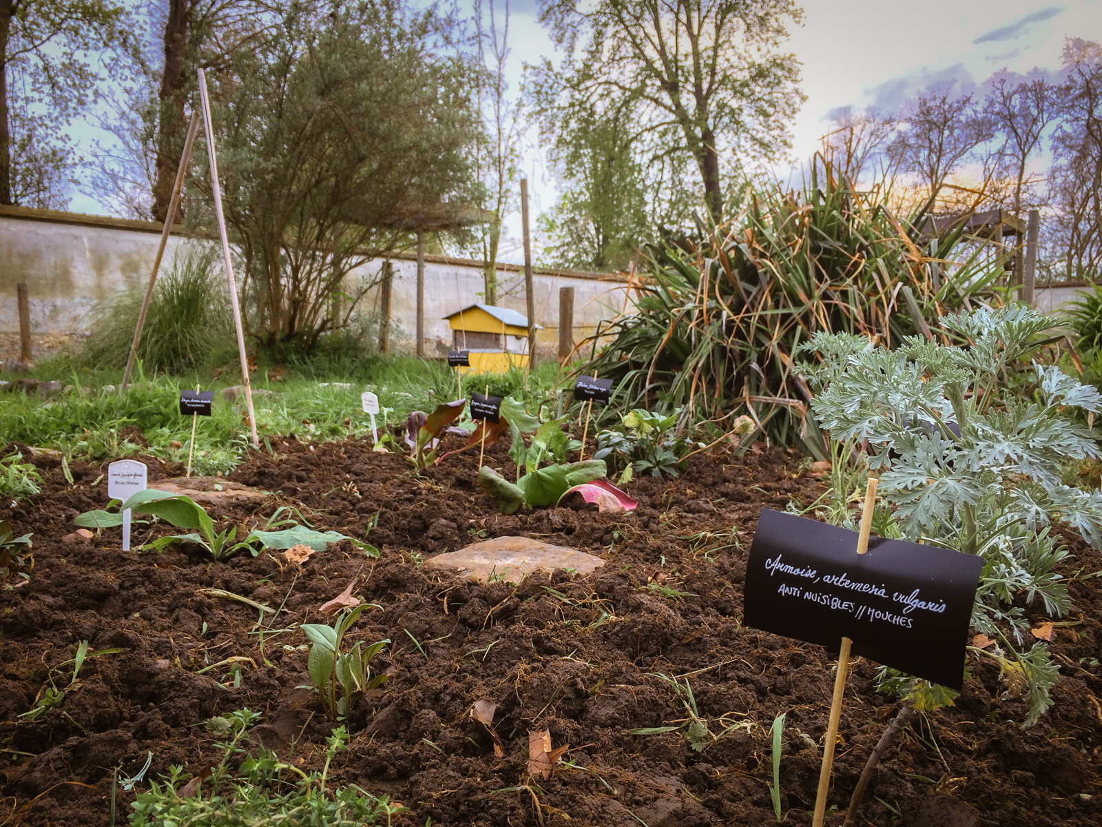 jardin de simple pour les poules Picorama