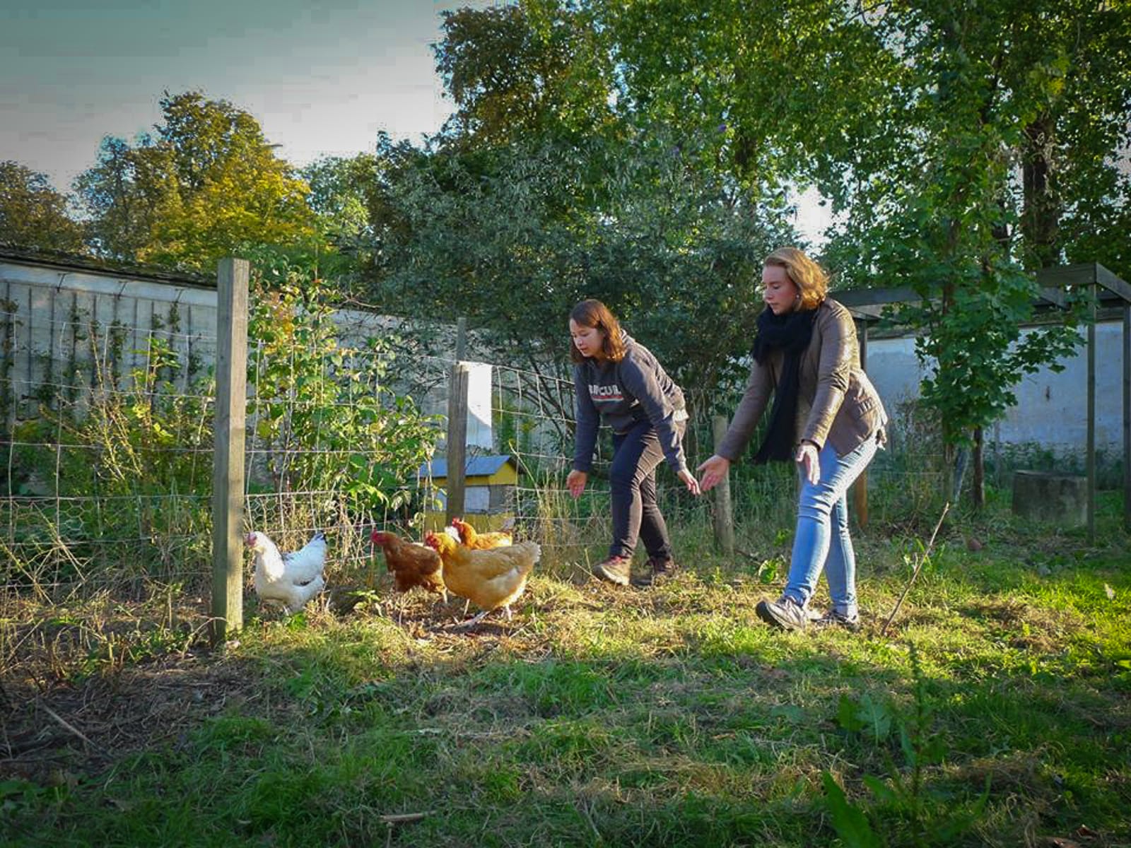 poules Picorama