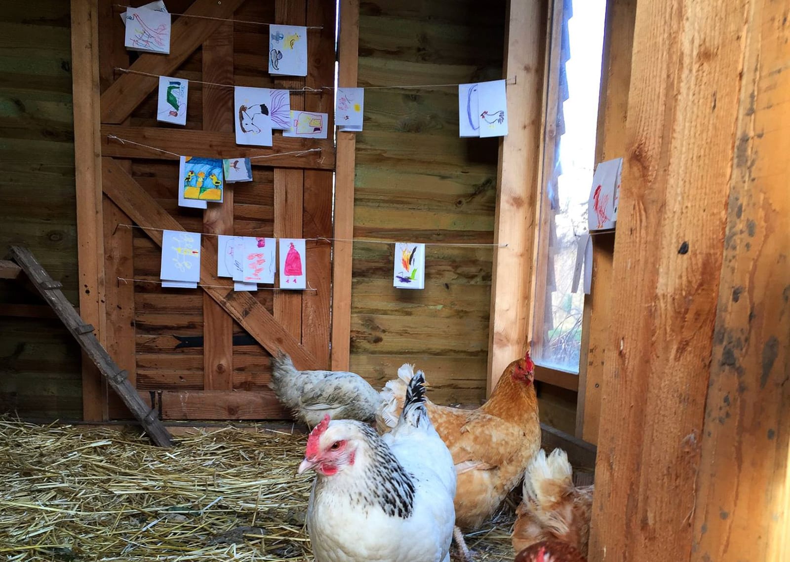 Poules et dessins d'enfants dans le poulailler pédagogique de Picorama