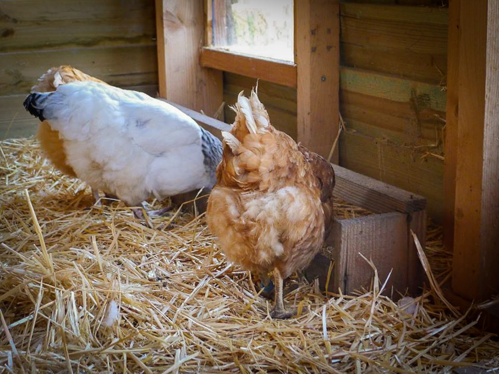 Poules Picorama poulailler